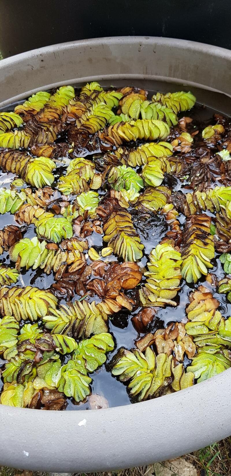 Salvinia auriculata habit