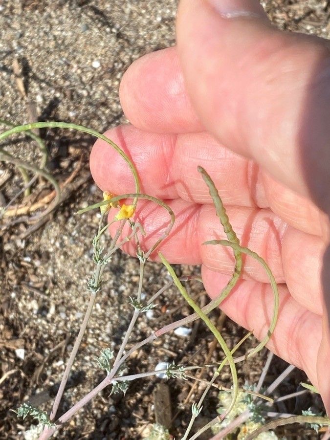 Hypecoum procumbens fruit