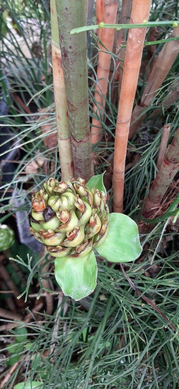 Costus afer fruit
