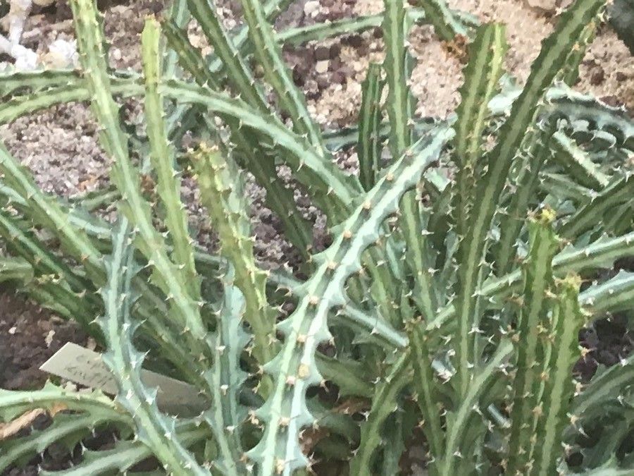 Euphorbia knuthii — search result for 'Euphorbia'