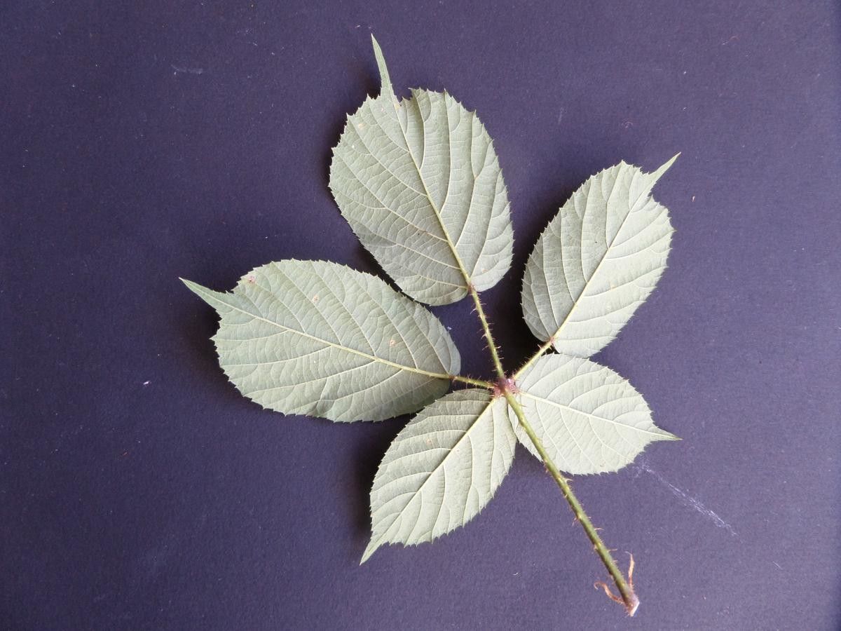 Rubus morvennicus — houseplant care guide