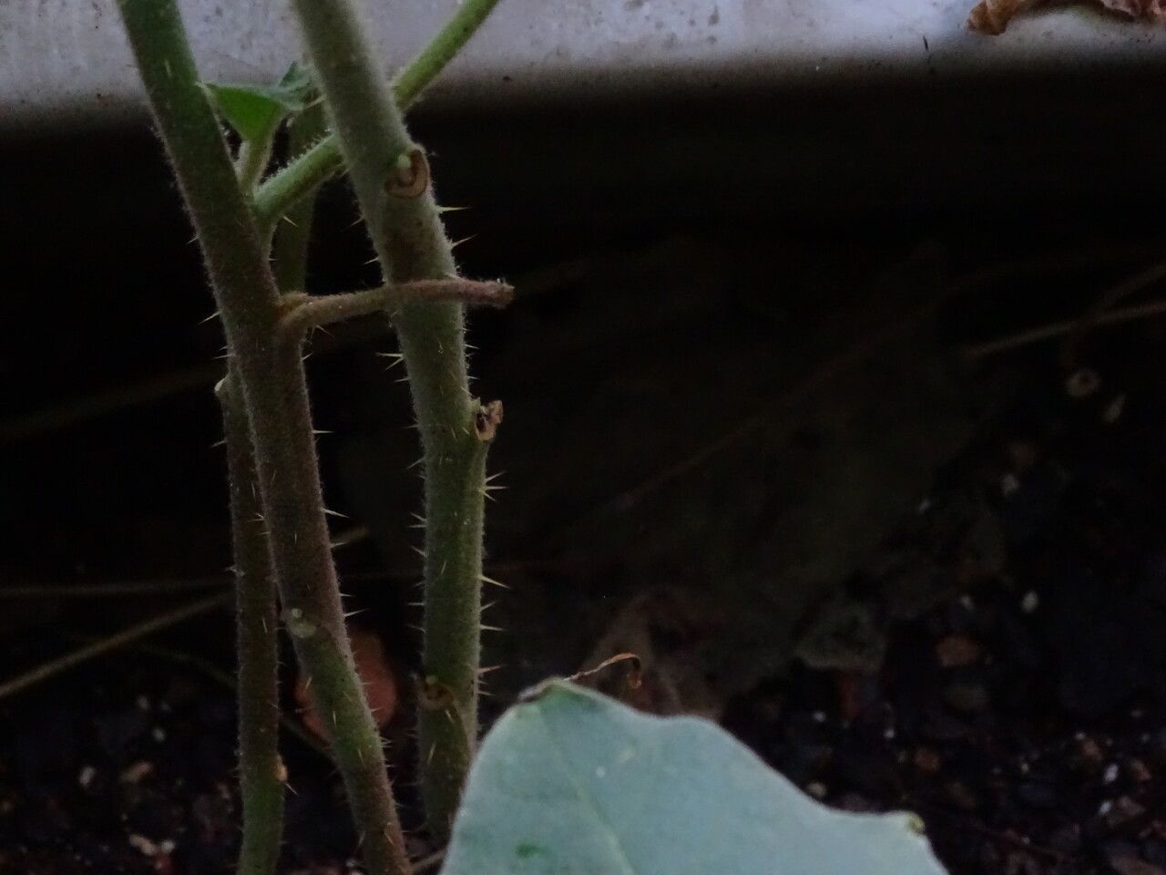 Solanum candidum bark