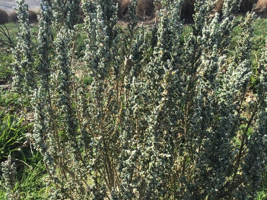 Rhodanthe oppositifolia habit