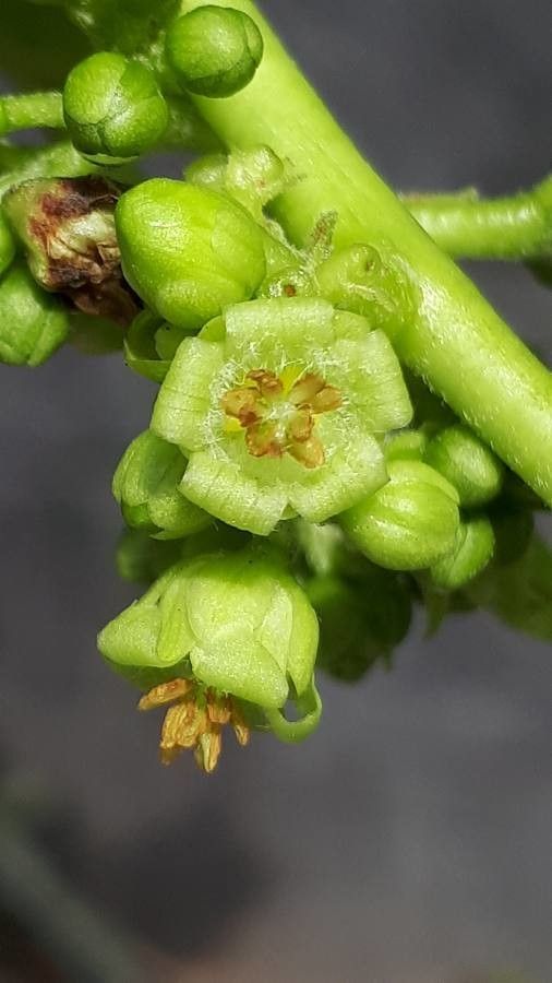 Jatropha curcas flower