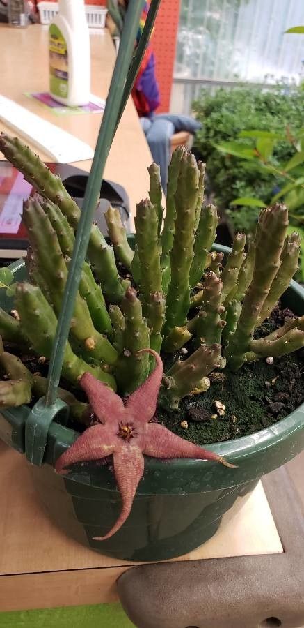 Stapelia schinzii leaf