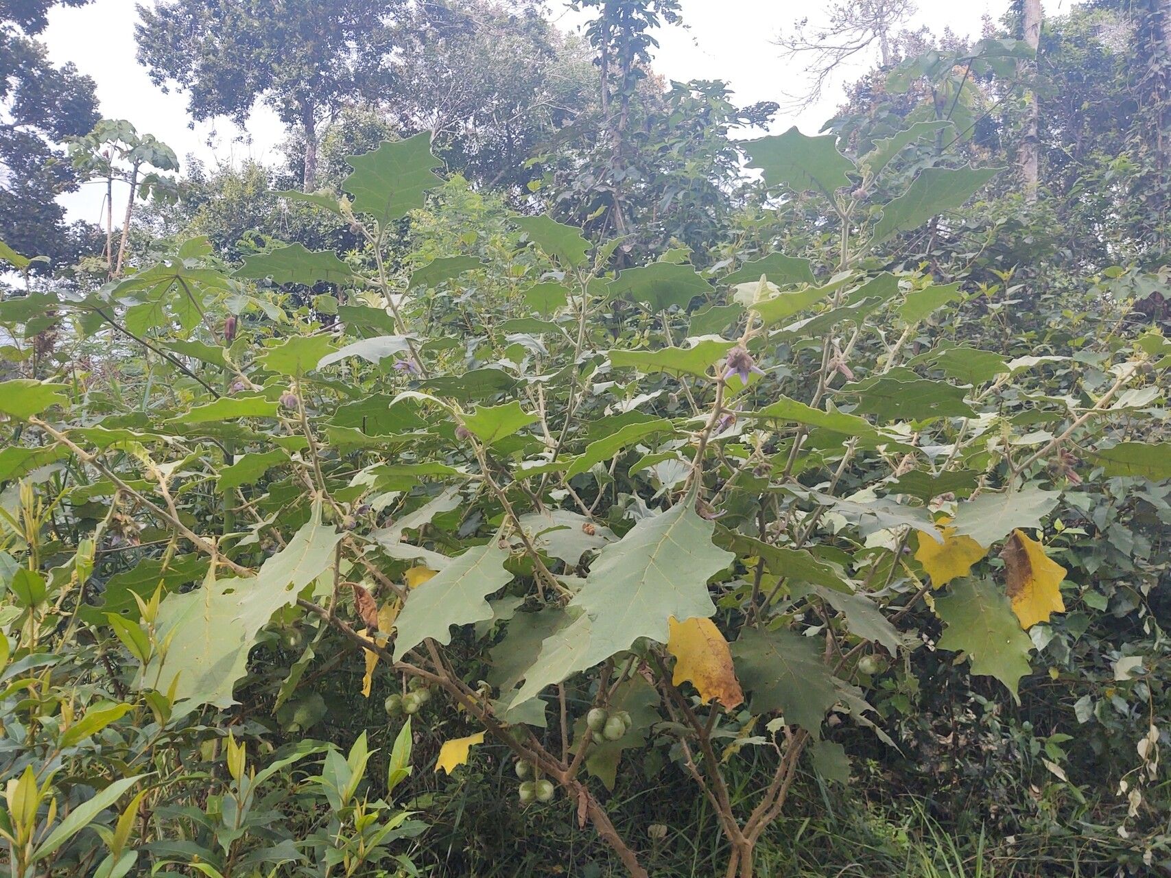 Solanum stagnale habit