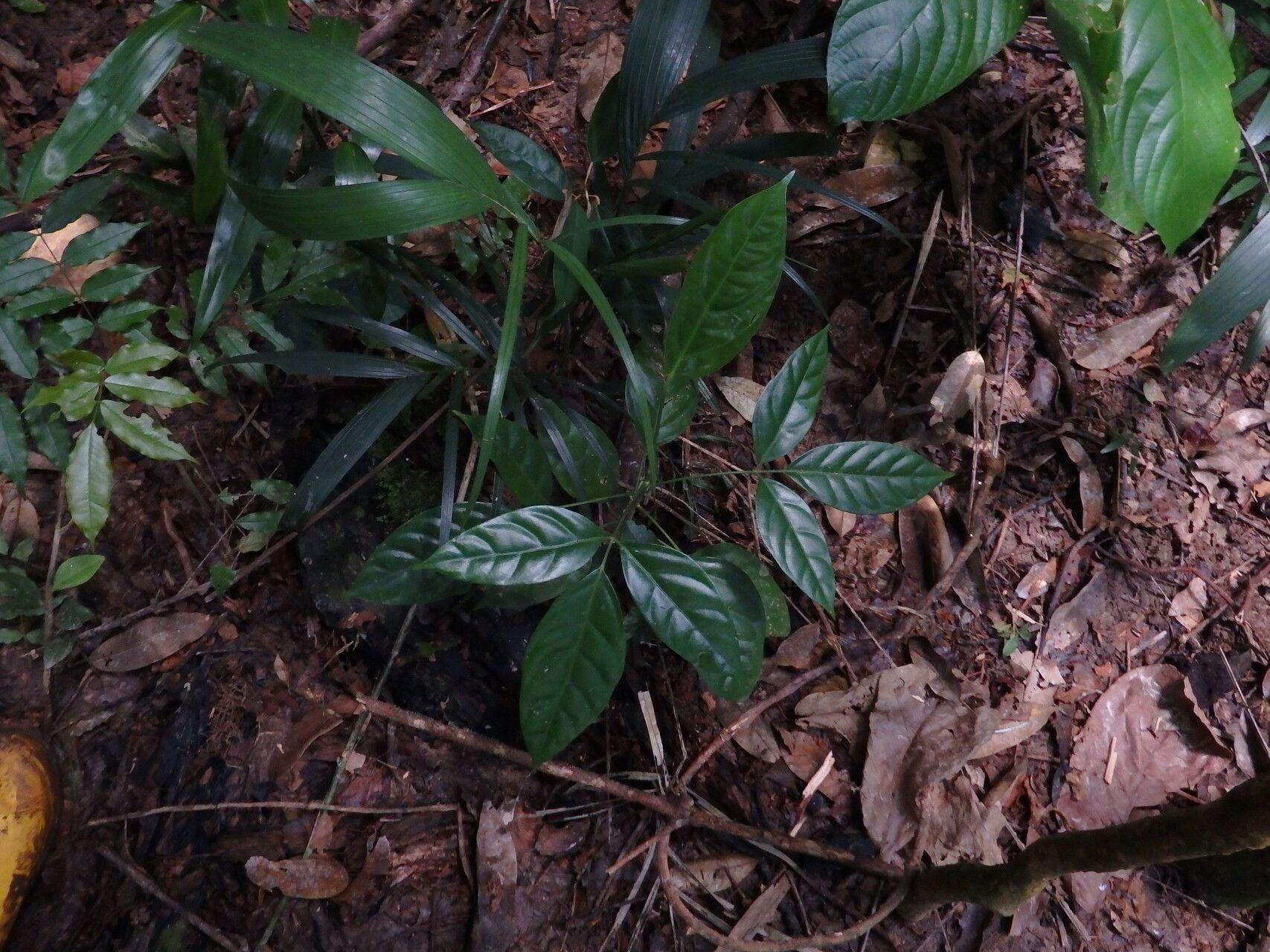 Polyscias diversifolia — search result for 'Polyscias'