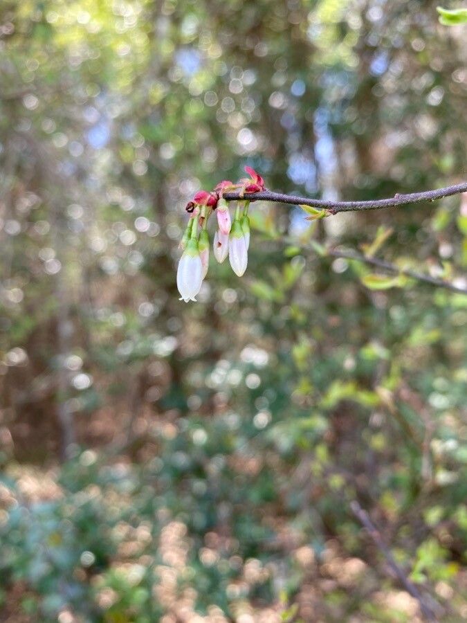 Vaccinium fuscatum flower
