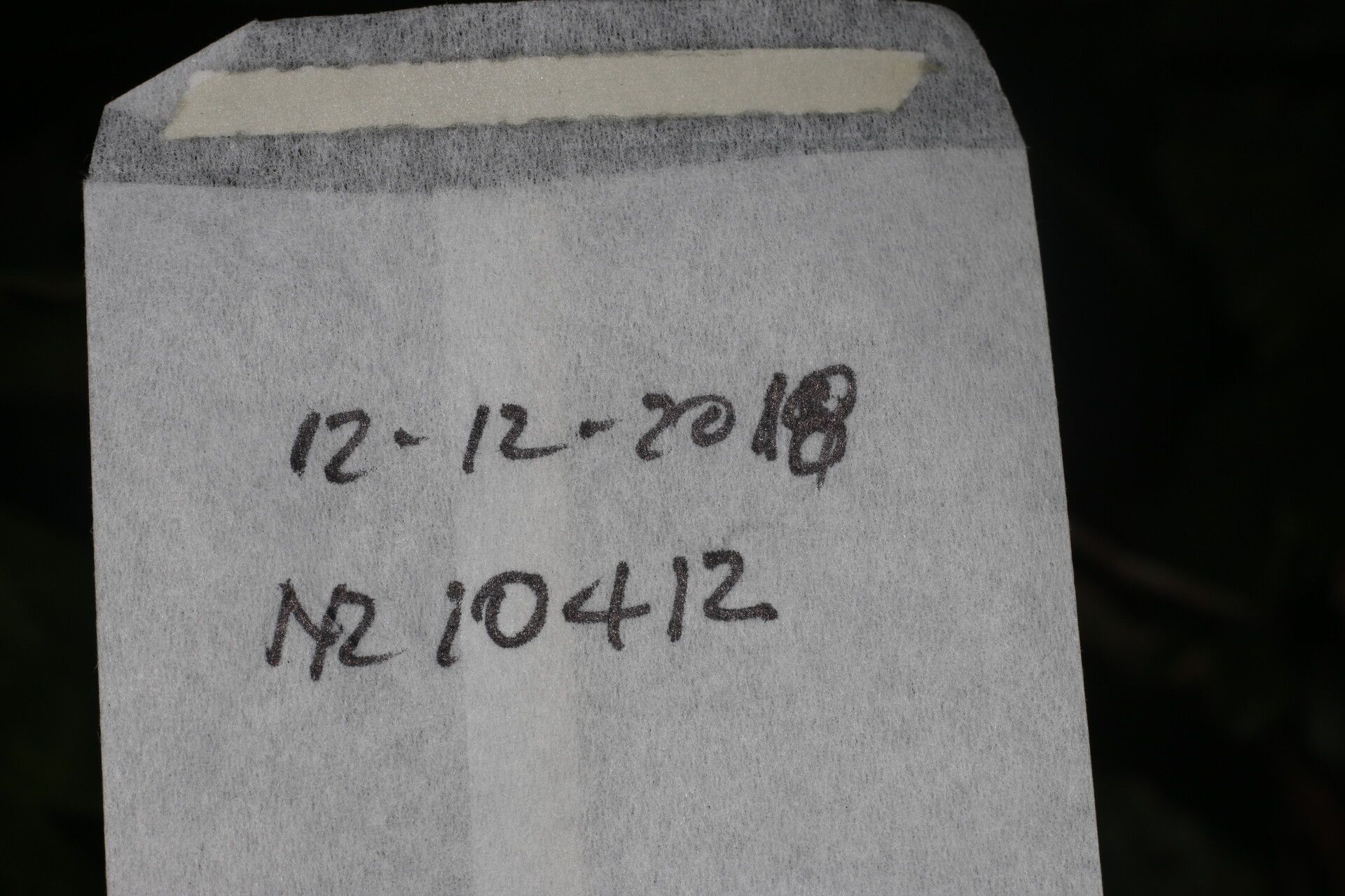 Prunus subcorymbosa other