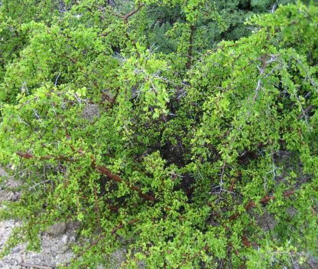 Sideroxylon horridum habit