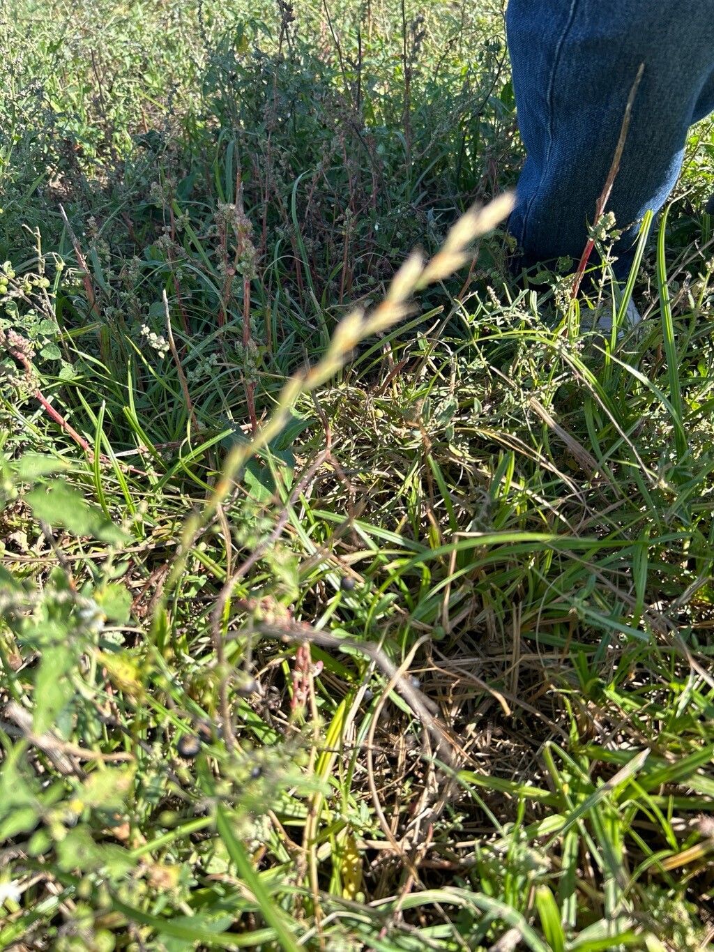 Lolium × boucheanum — search result for 'Lolium'