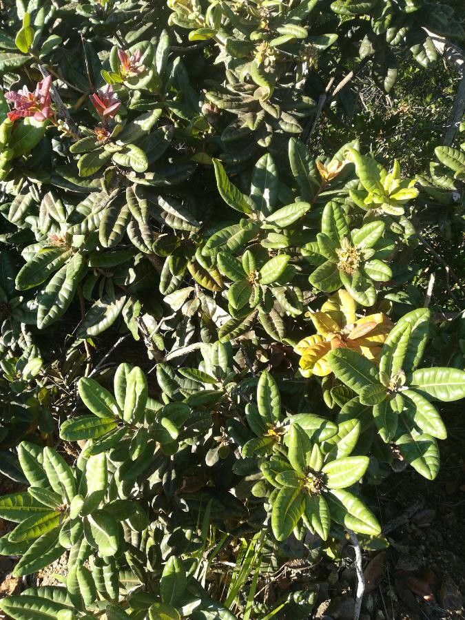 Xanthostemon macrophyllus habit