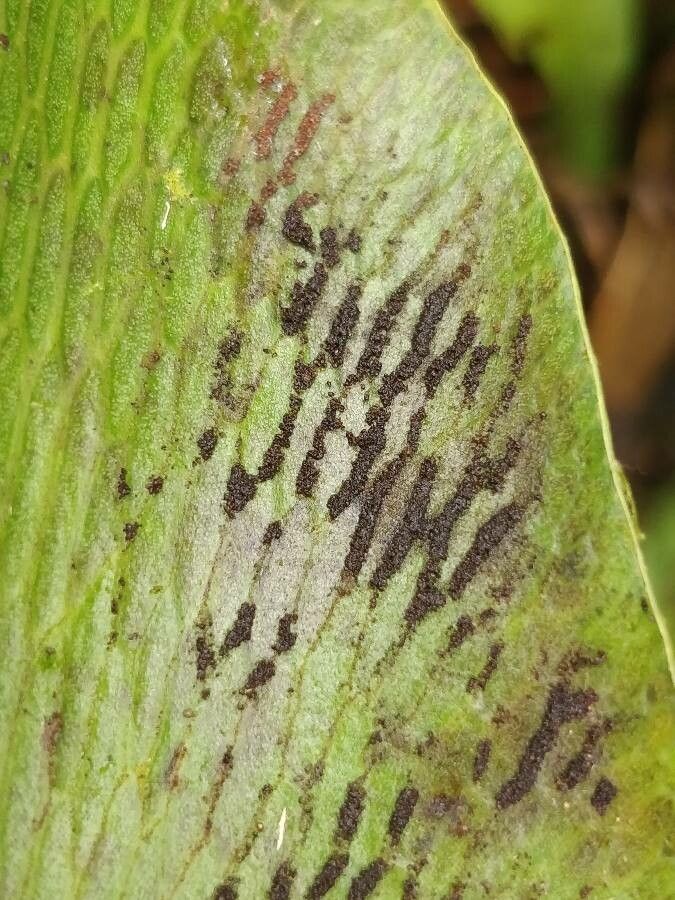 Antrophyum boryanum fruit