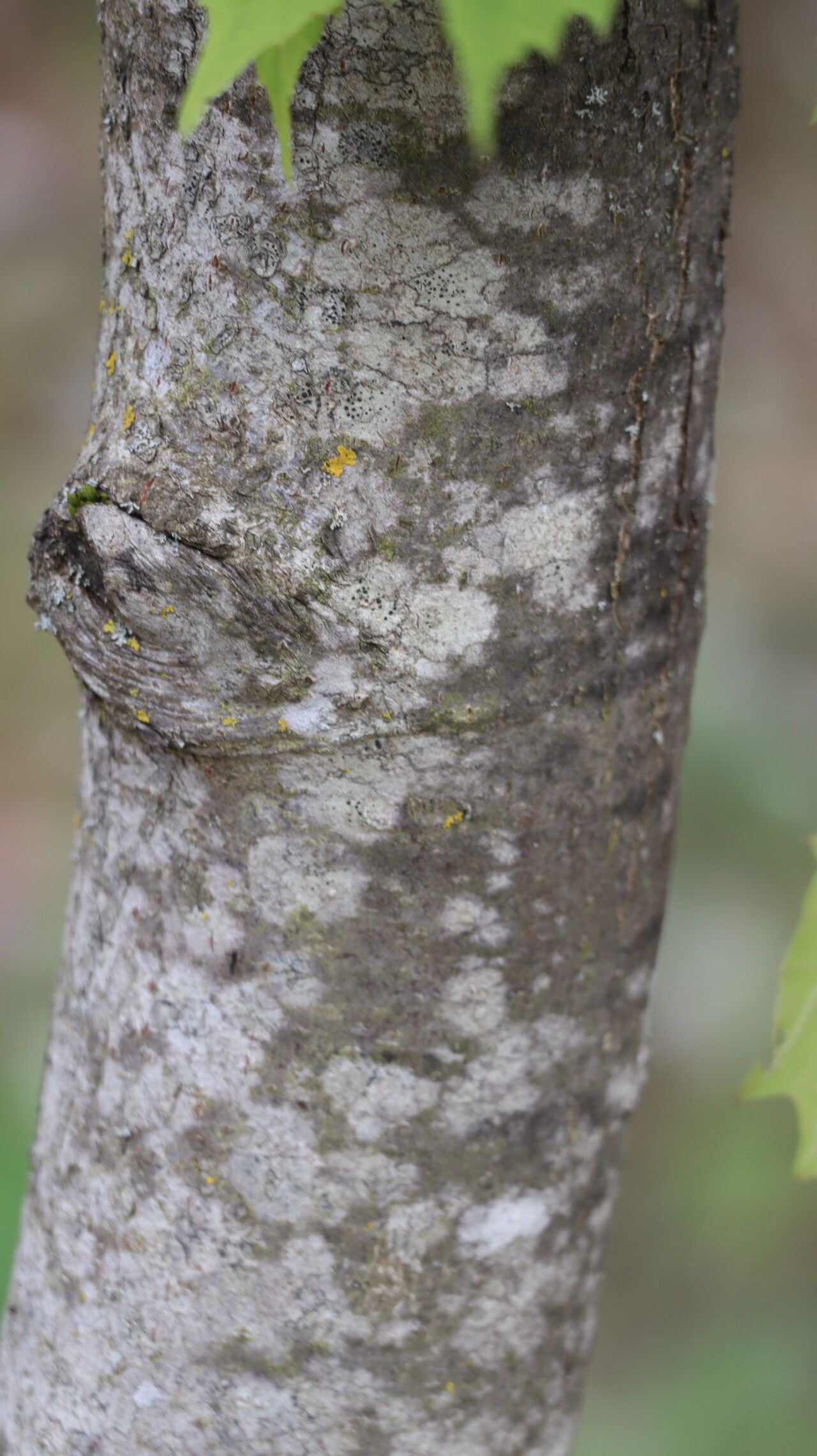 Tilia chingiana bark