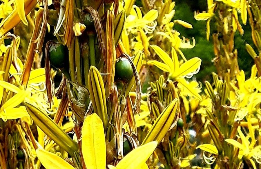 Asphodeline lutea fruit