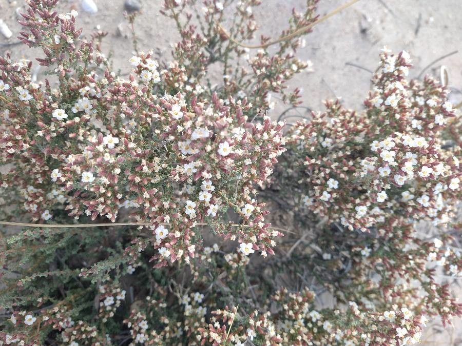 Frankenia patagonica flower