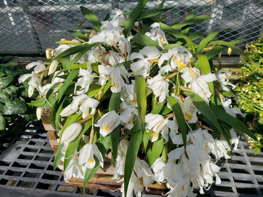 Coelogyne cristata habit
