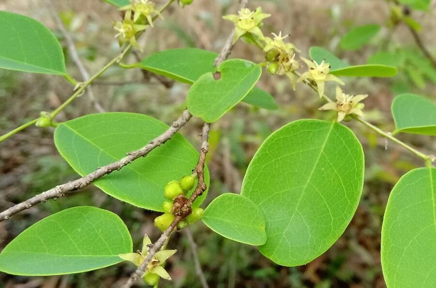 Cleistanthus collinus — search result for 'Phyllanthaceae'