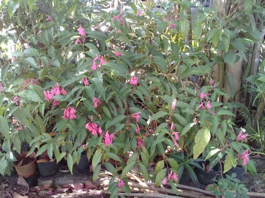 Monardella linoides habit