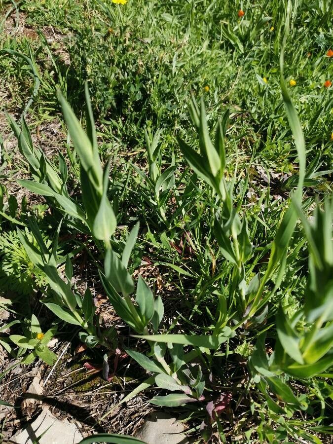 Vaccaria hispanica — search result for 'Caryophyllaceae'