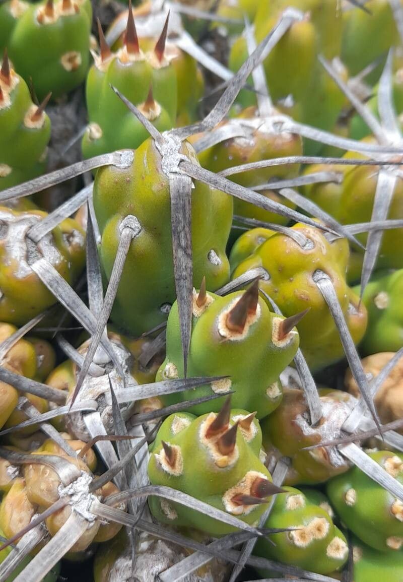 Maihueniopsis hickenii other