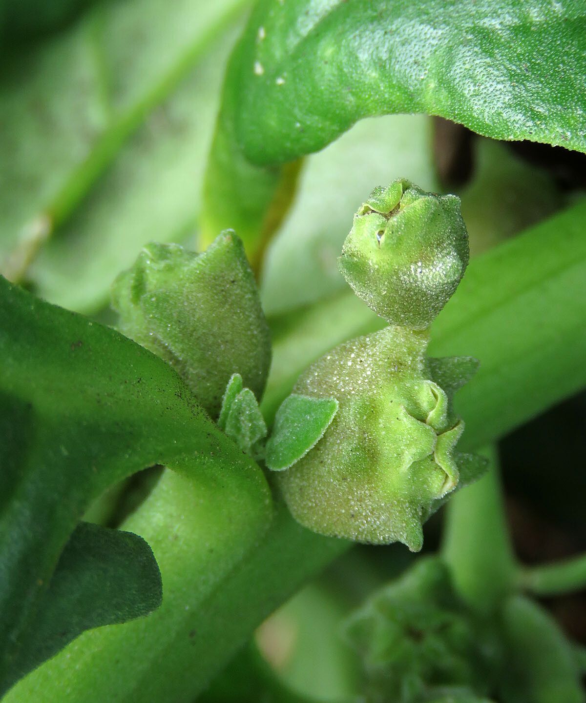 Tetragonia tetragonioides fruit