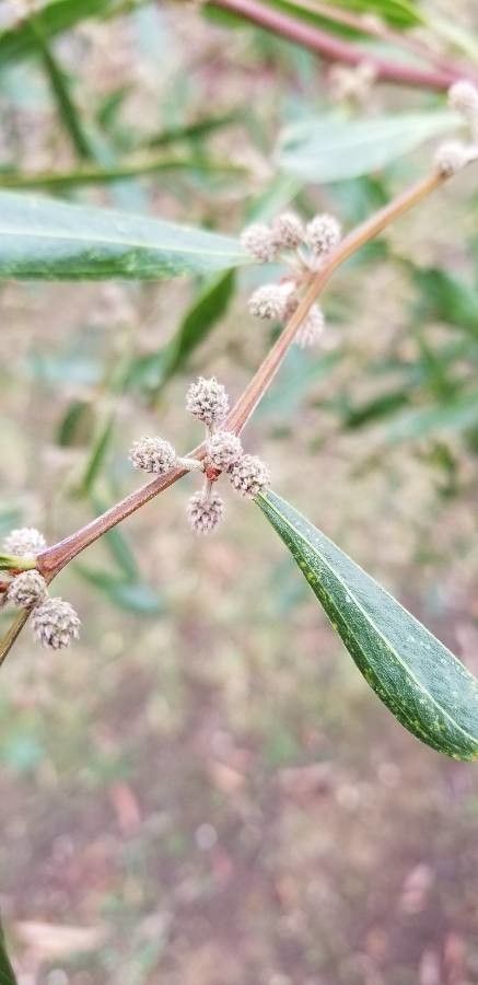 Acacia leprosa flower