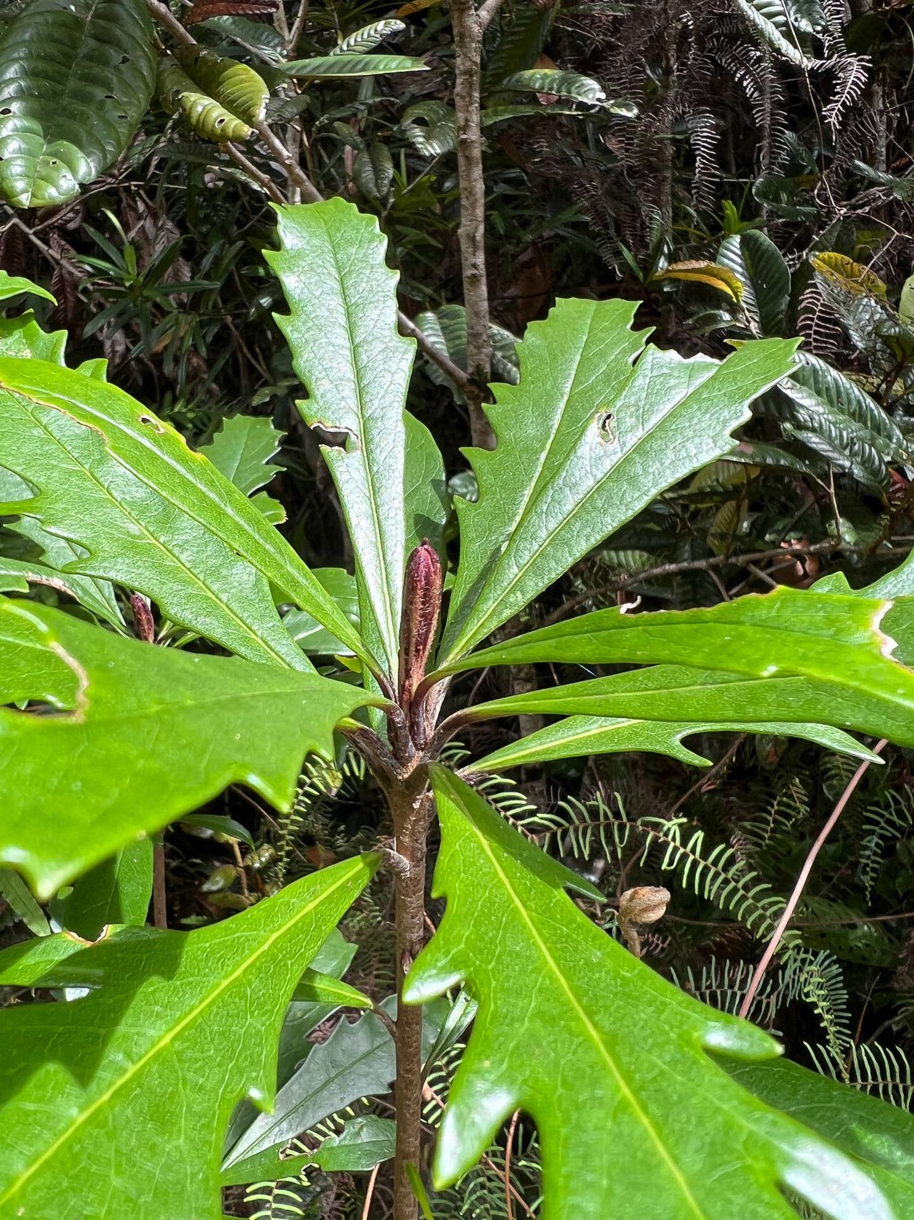 Pittosporum verrucosum — search result for 'Pittosporum'