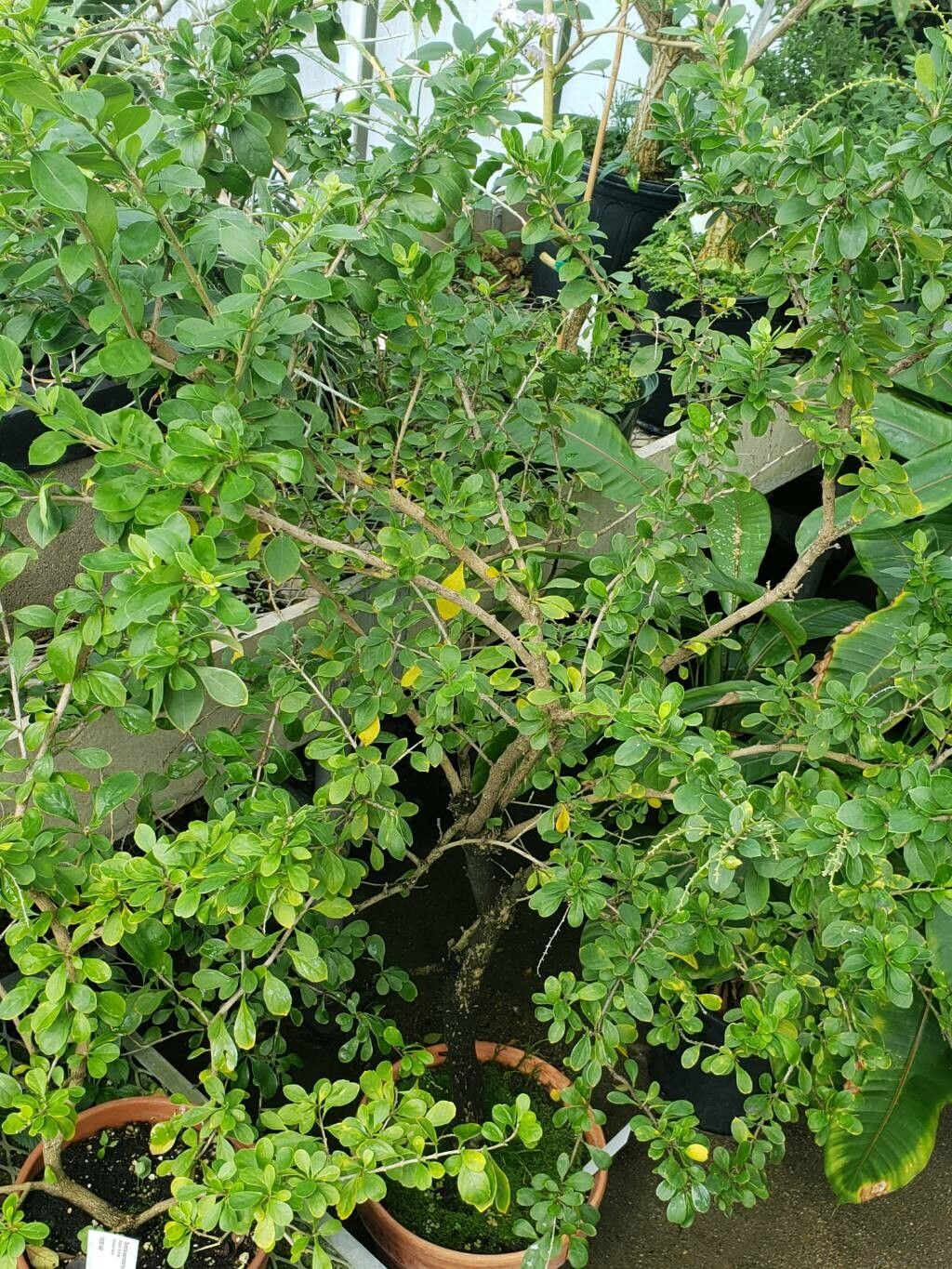 Duranta stenostachya habit