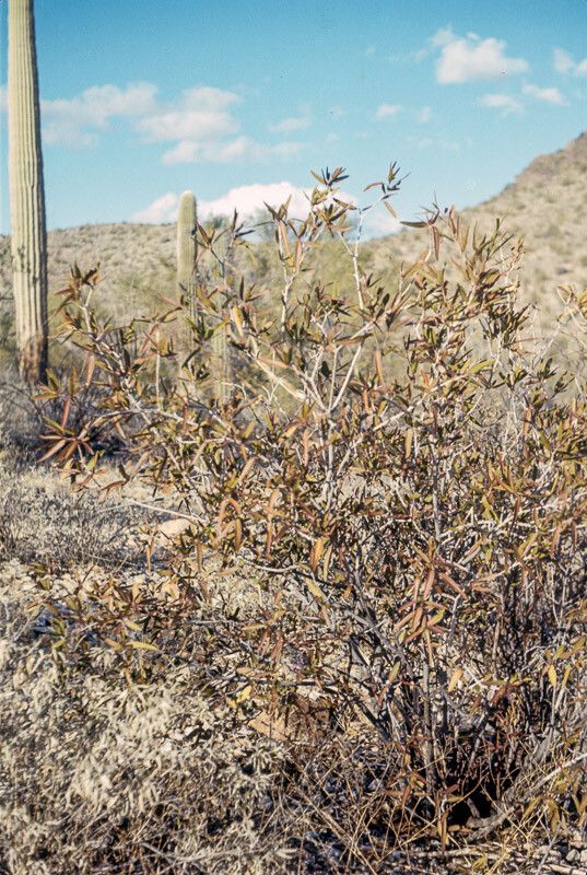 Sebastiania ampla — related species from the same genus