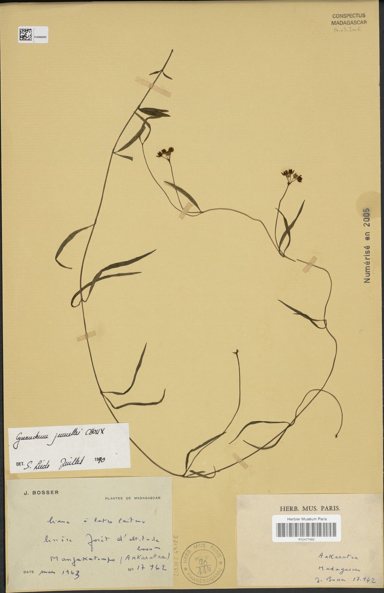 Cynanchum jumellei — houseplant care guide