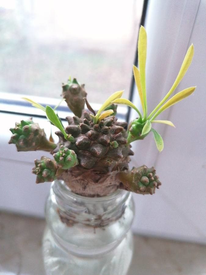 Euphorbia nivulia bark