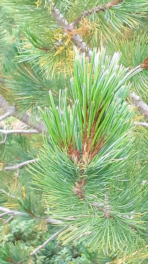 Pinus cembra