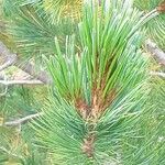 Pinus cembra