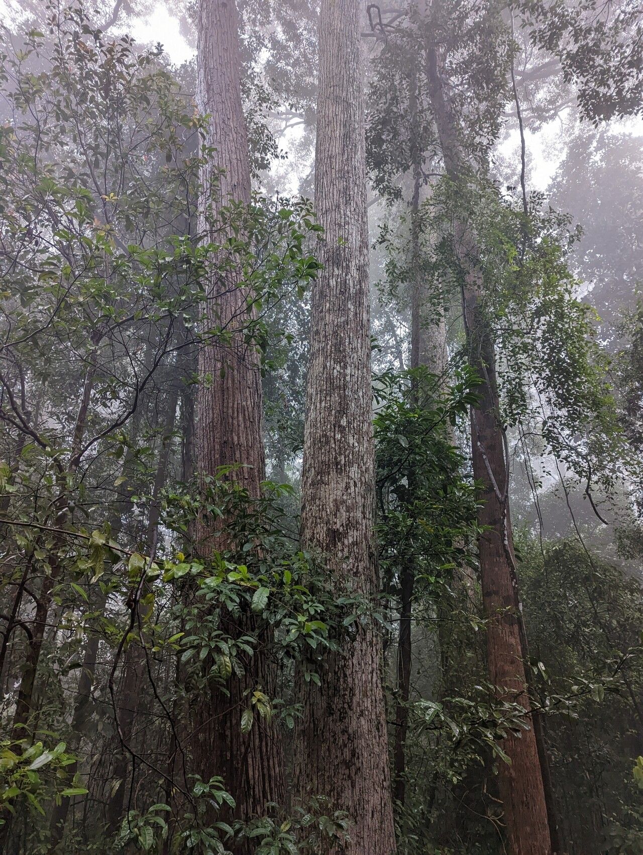 Shorea curtisii bark