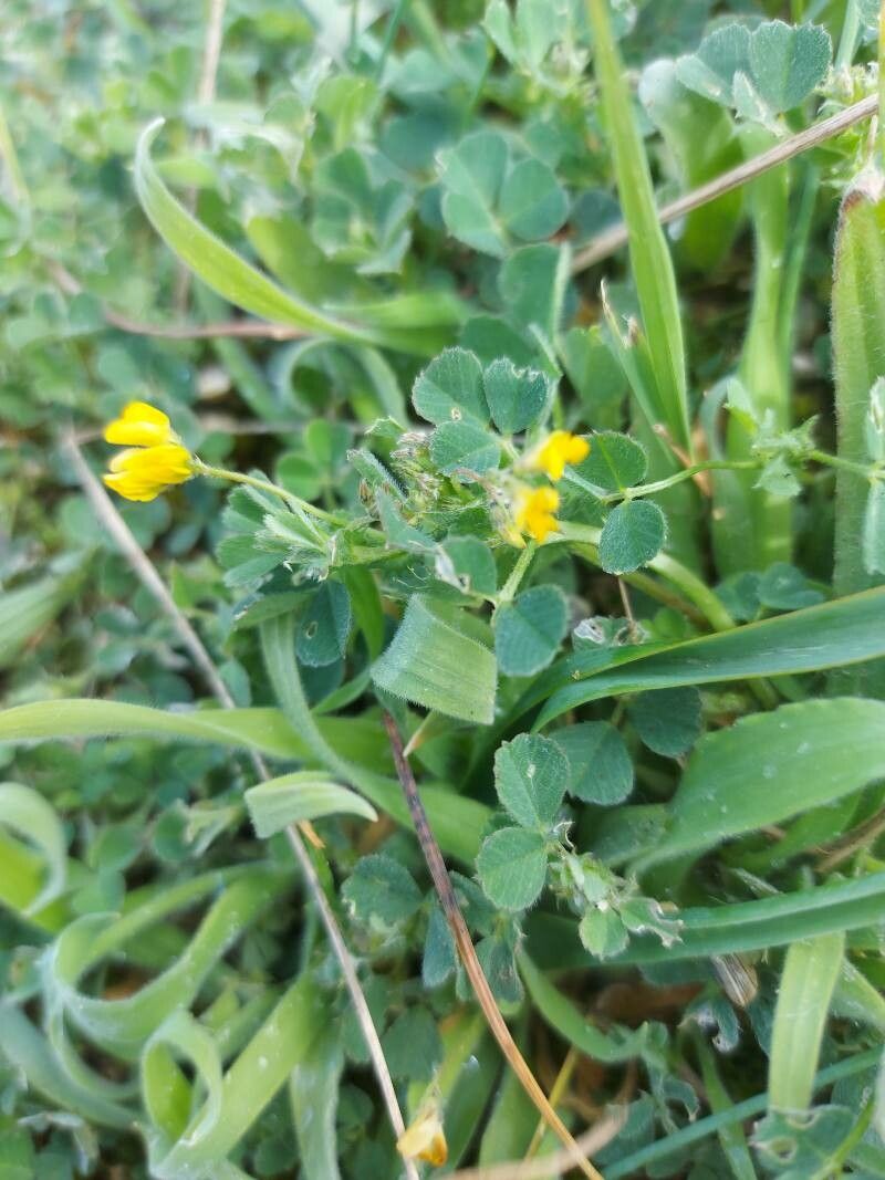 Medicago tornata flower