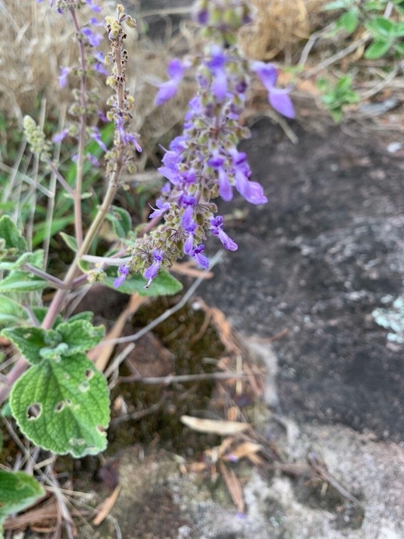Coleus cremnus flower