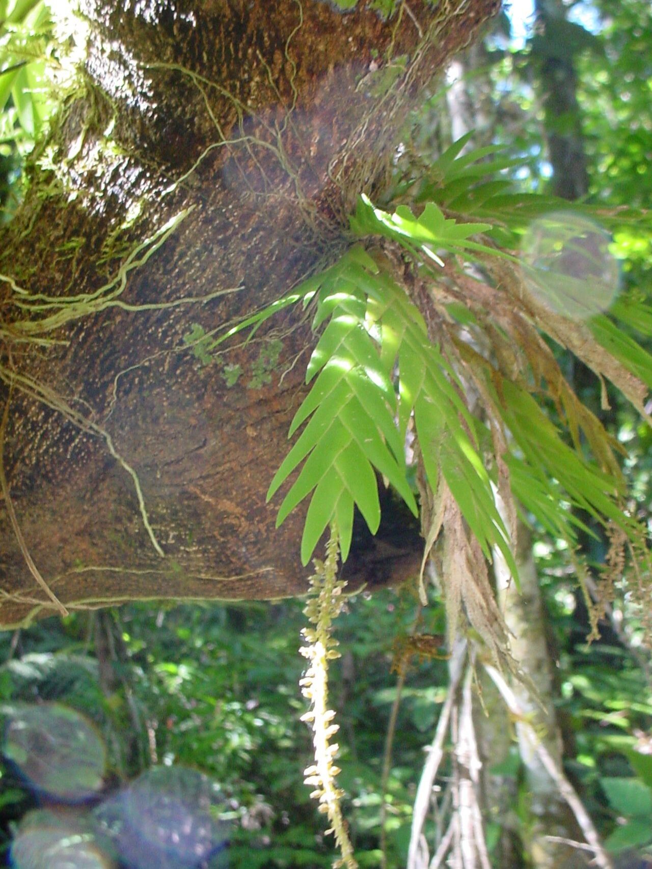 Oberonia equitans habit