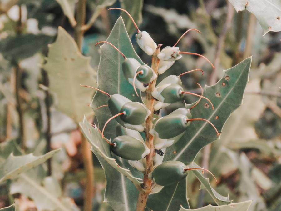 Acanthus ilicifolius fruit