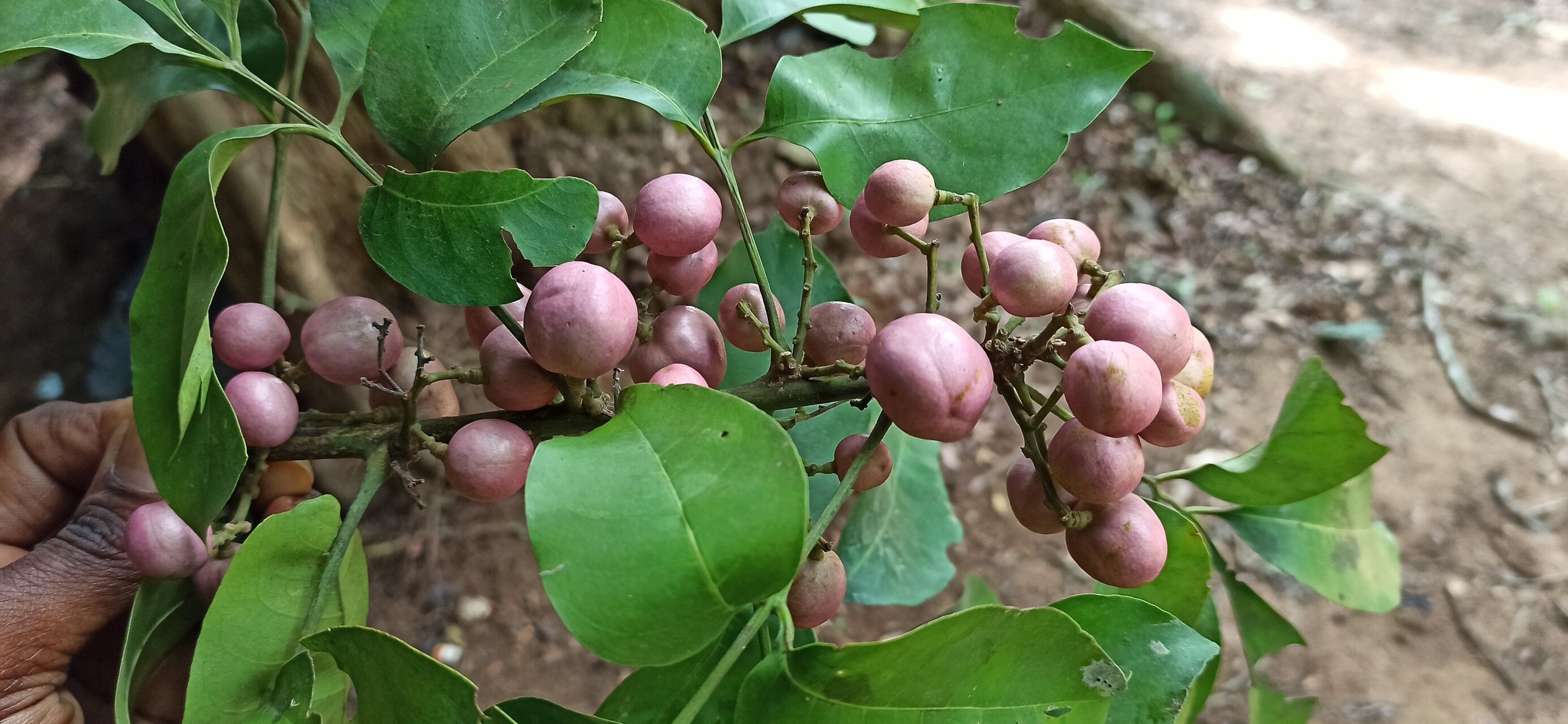 Trichilia prieuriana — houseplant care guide