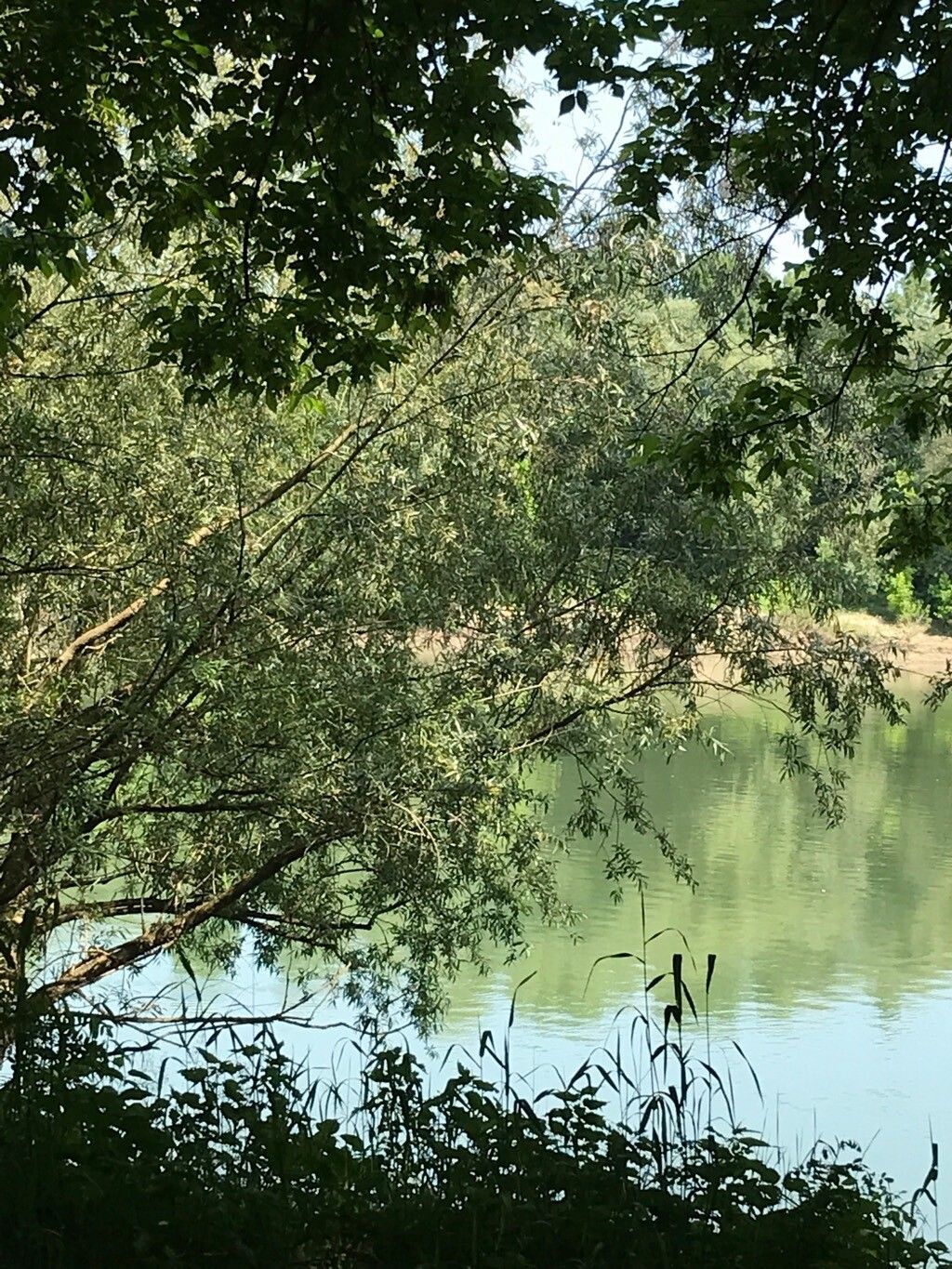 Salix mucronata leaf