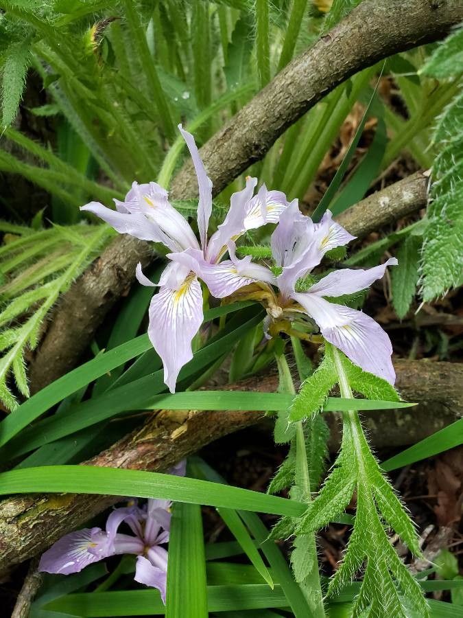Iris macrosiphon flower