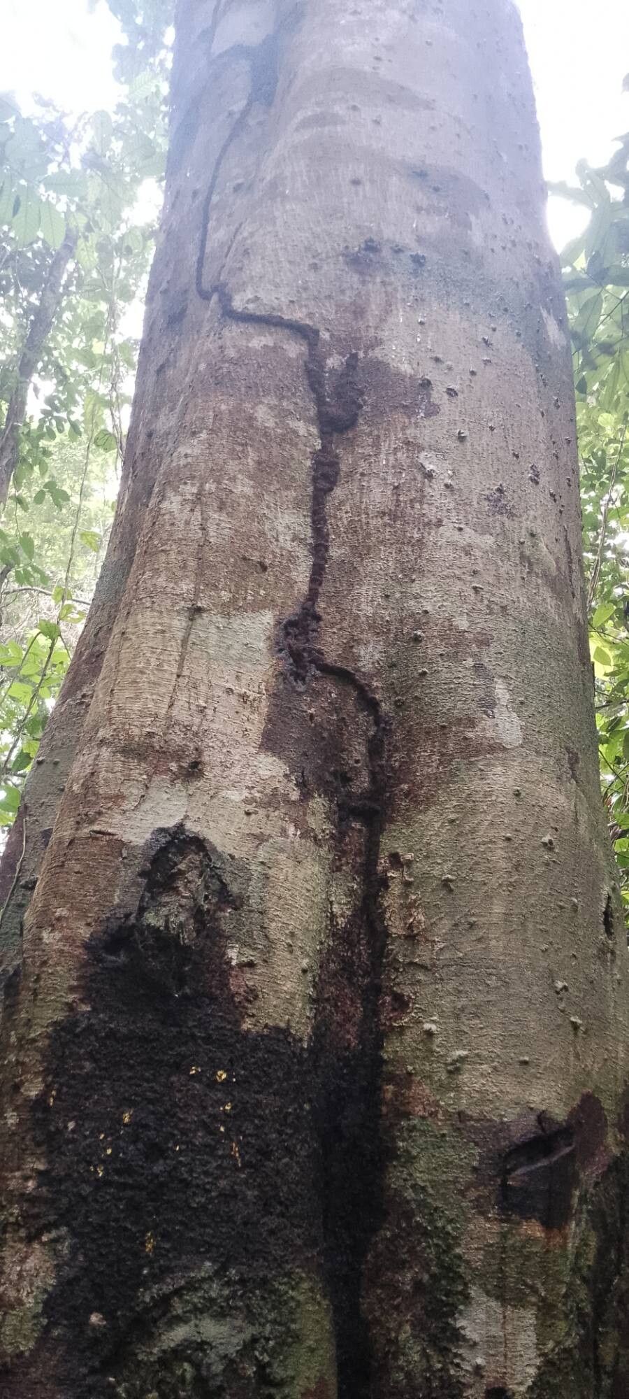 Newtonia leucocarpa bark