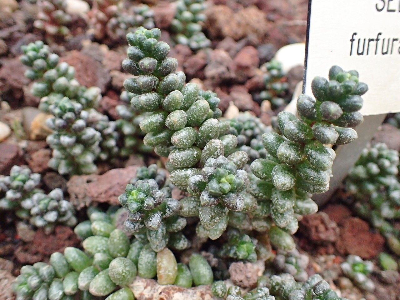 Sedum furfuraceum habit