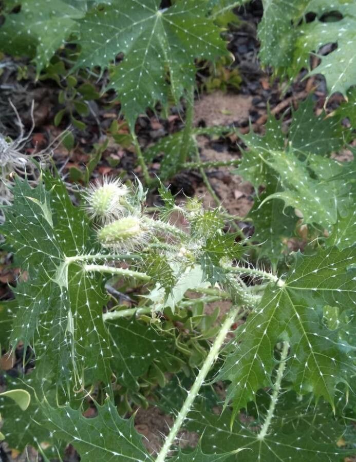 Cnidoscolus angustidens flower