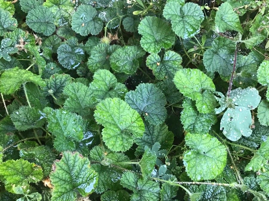 Rubus pectinellus — search result for 'Rubus'