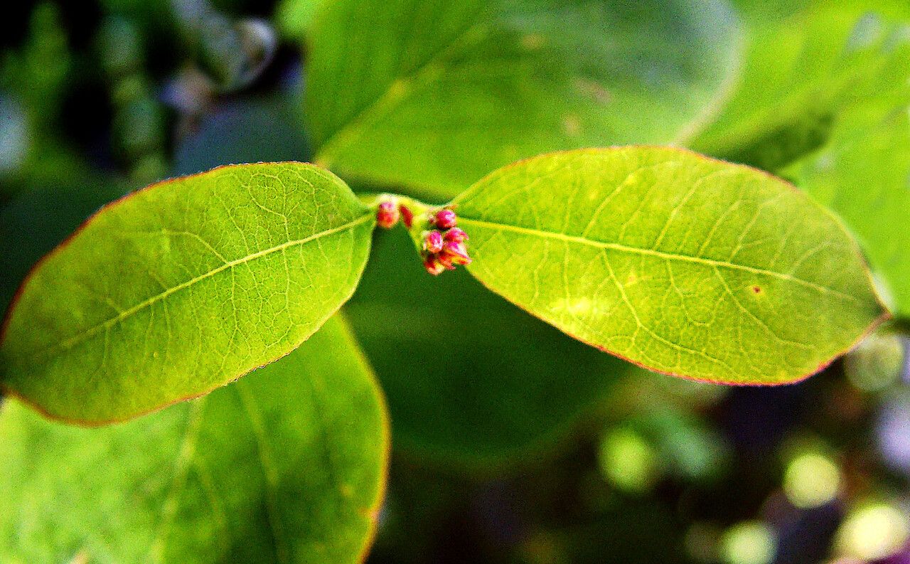 Vaccinium ovalifolium leaf