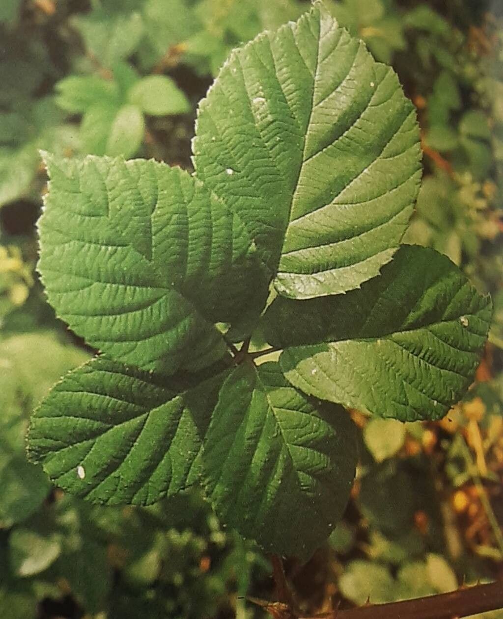 Rubus glandithyrsos — houseplant care guide