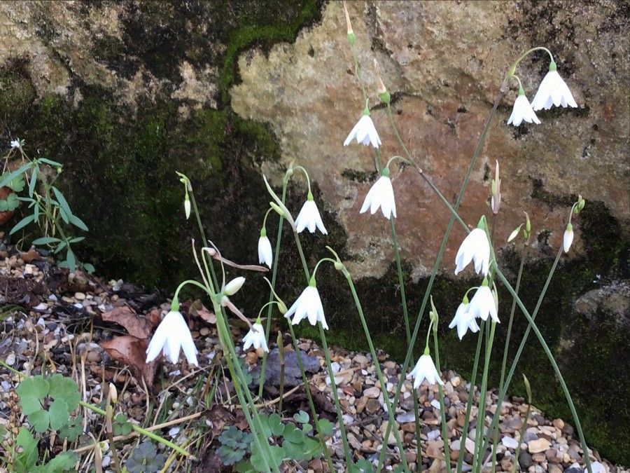 Acis autumnalis flower