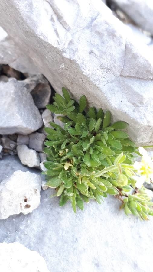 Saxifraga sedoides leaf